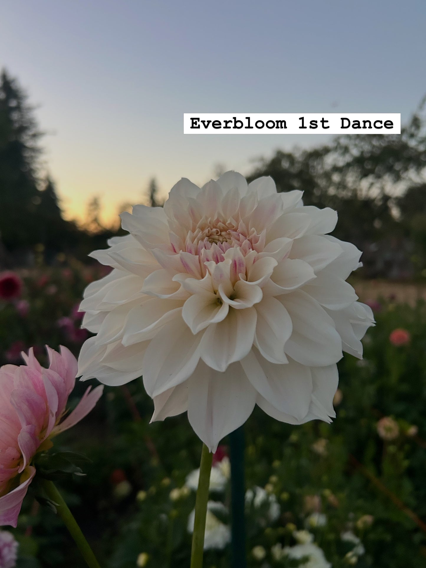 Everbloom First Dance Rooted Cutting