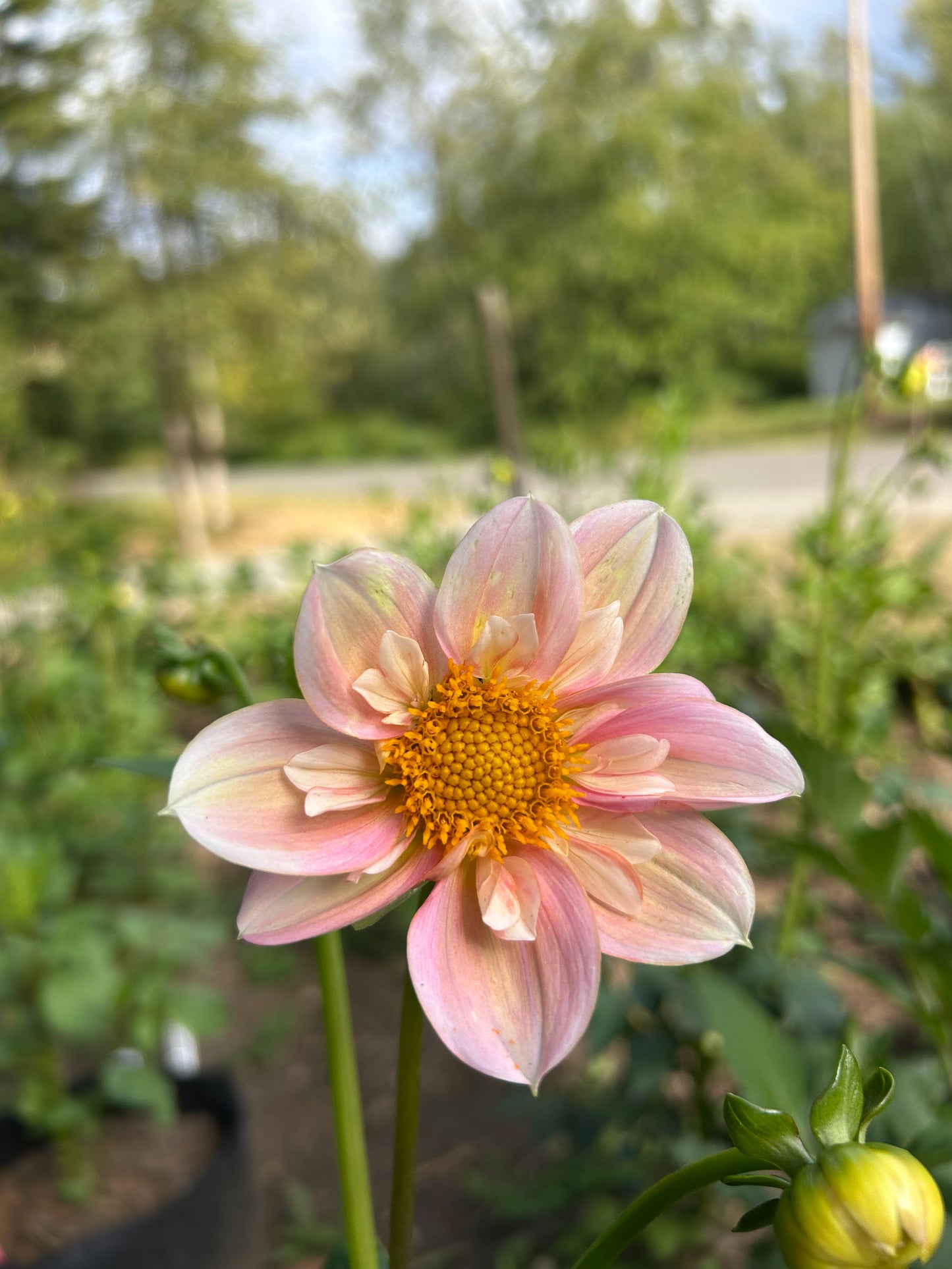 Mayberrys Peach Blossom