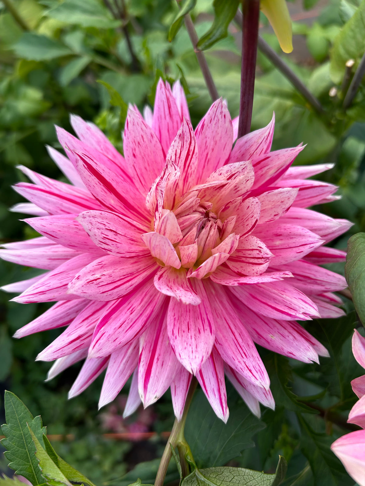 Hollyhill Lilly Anne