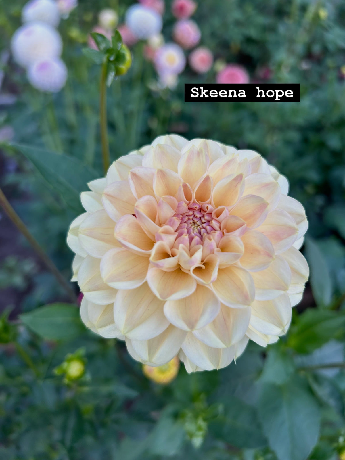 Skeena hope