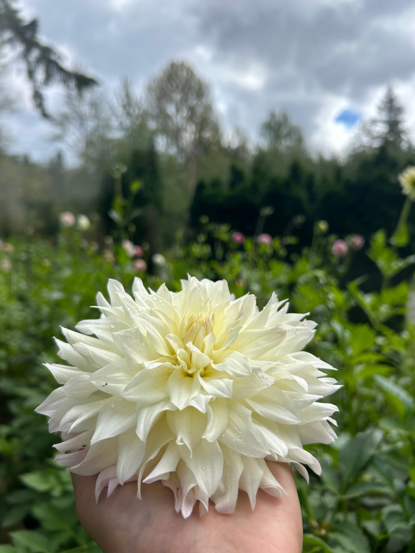 Tahoma Early Dawn ✨A pipers fav✨
