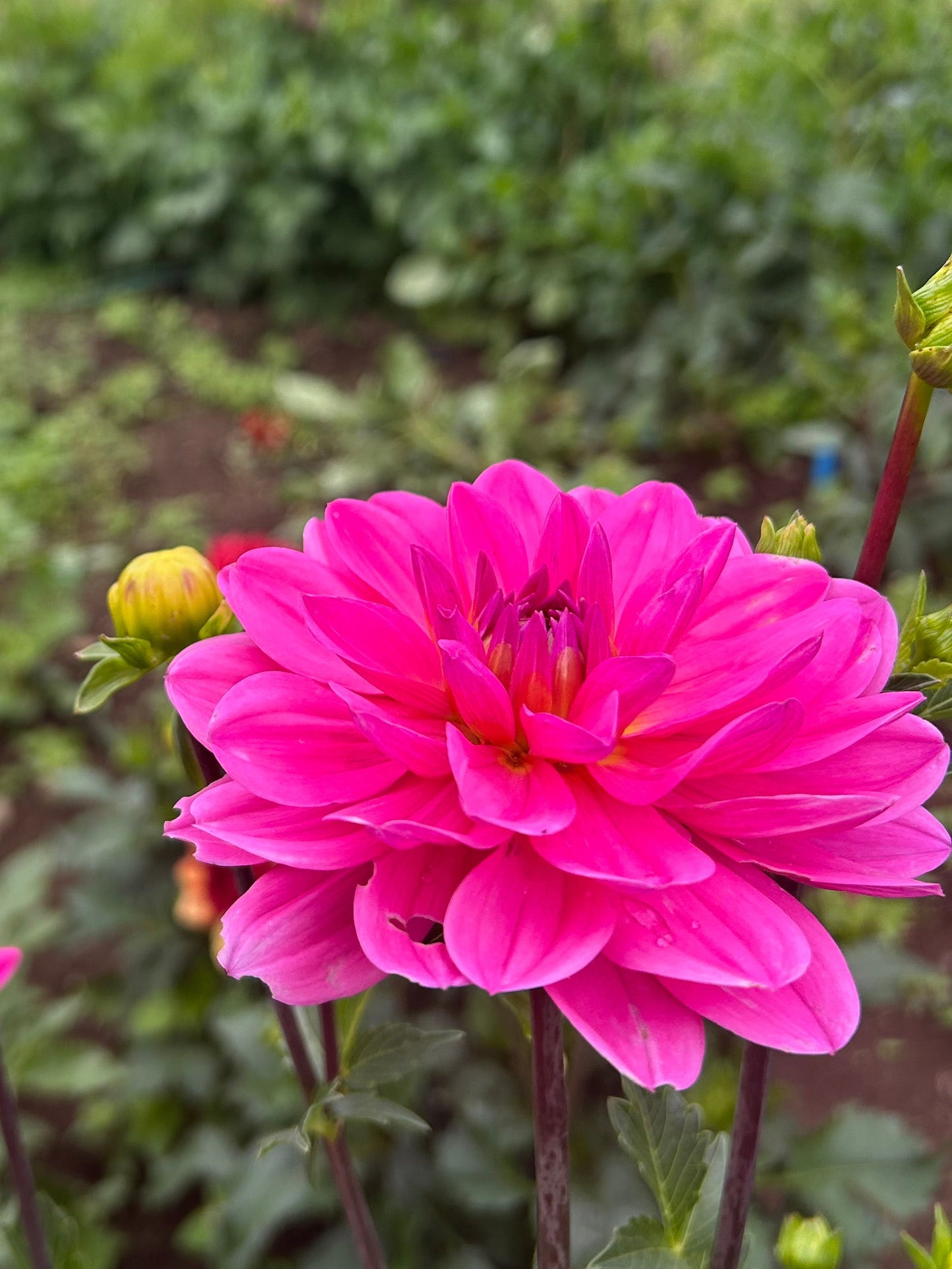 Pink Onesta