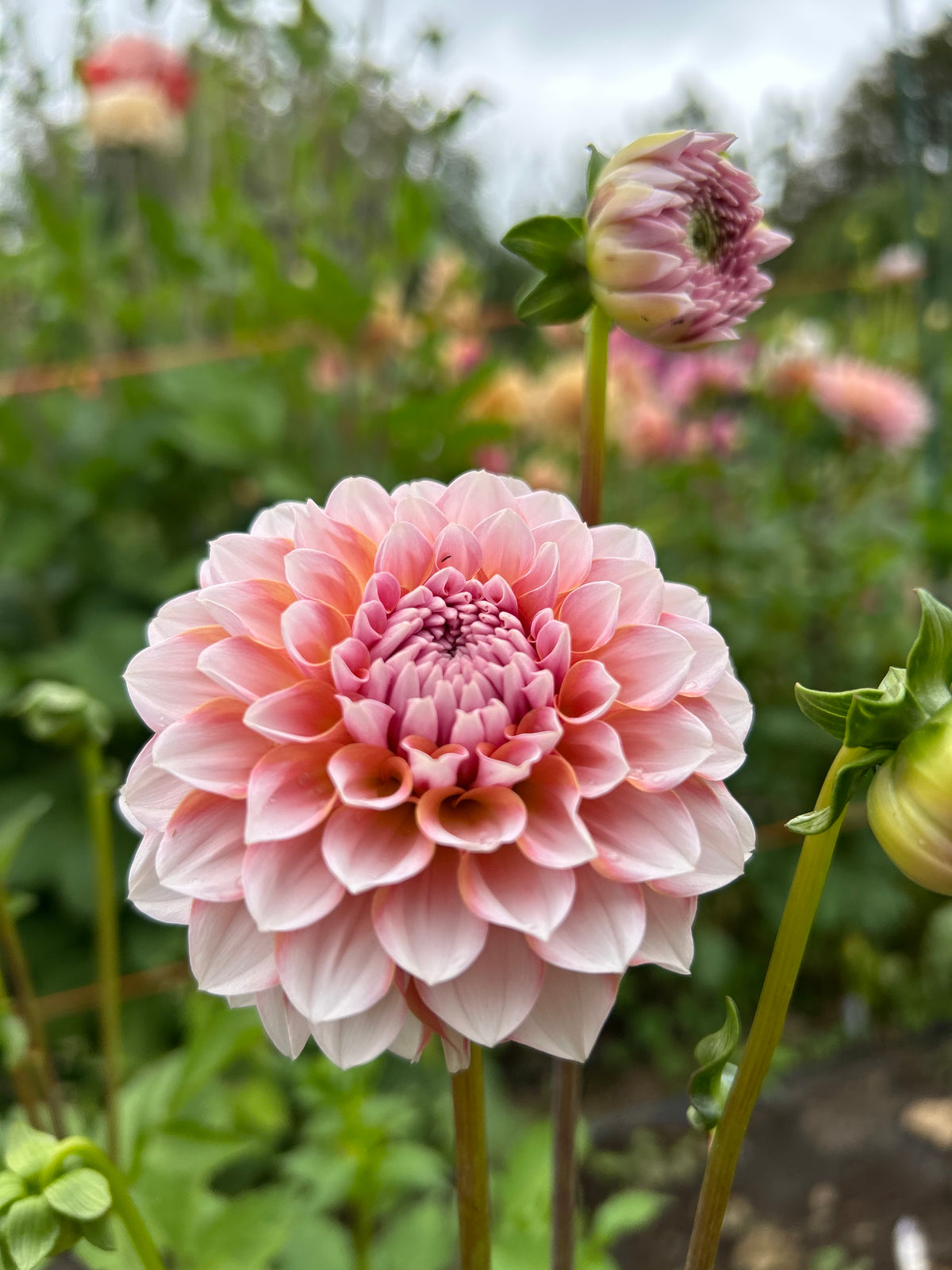 Blushing Swede