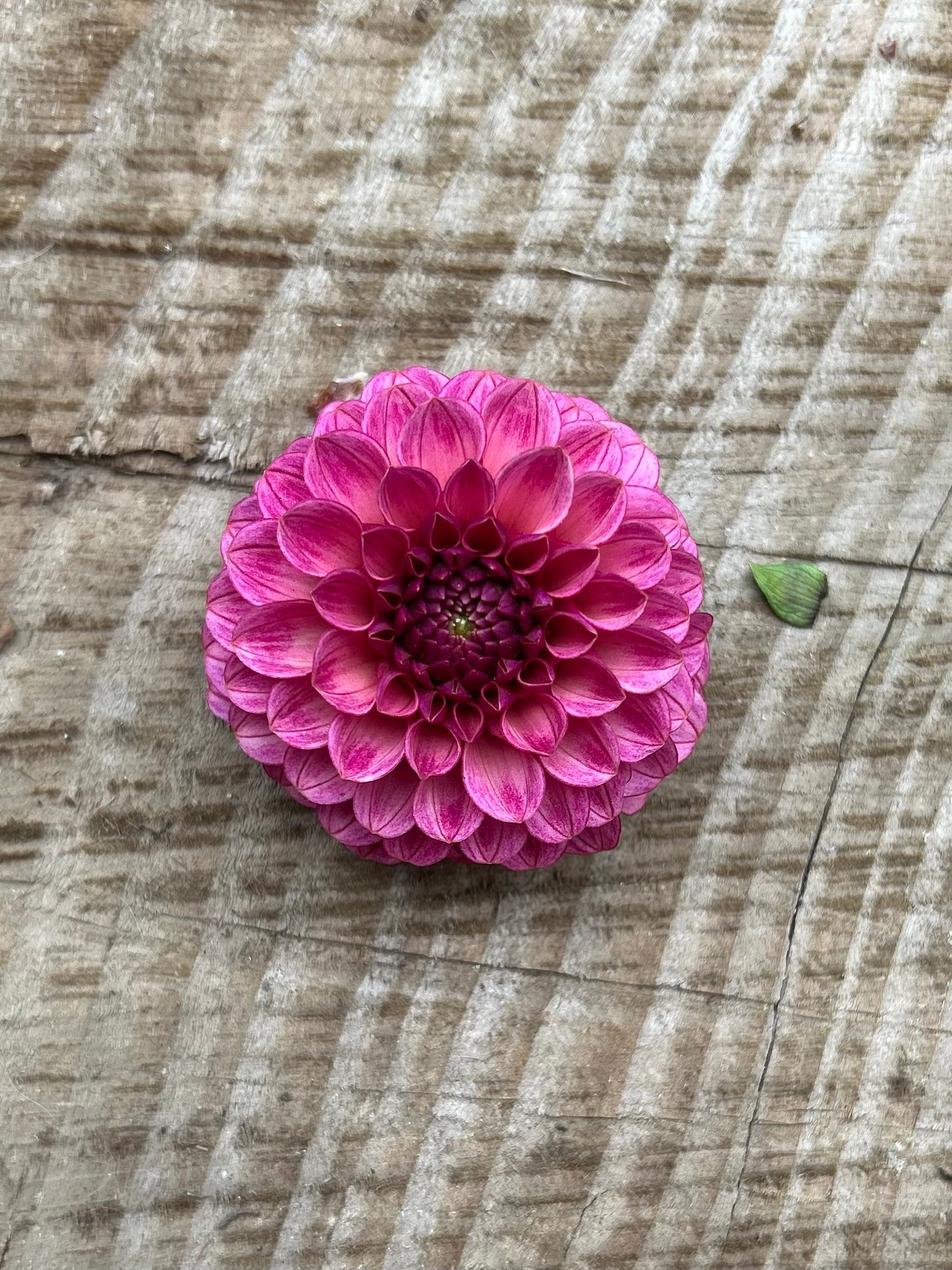 Levi’s crimson dawn