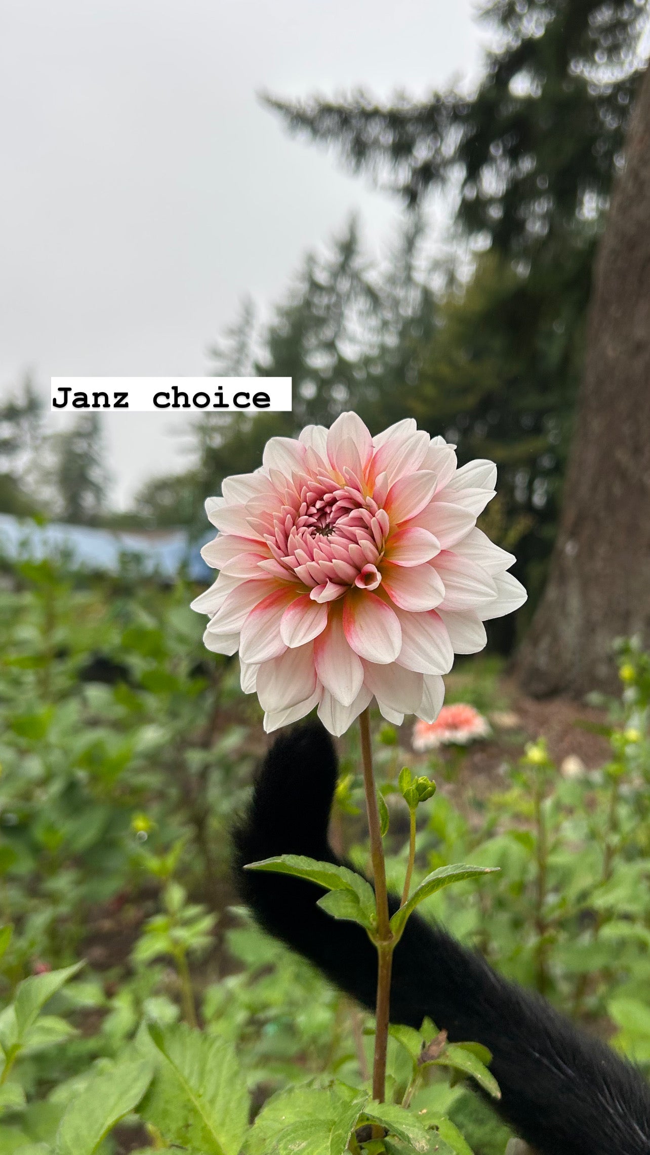 Janz Choice