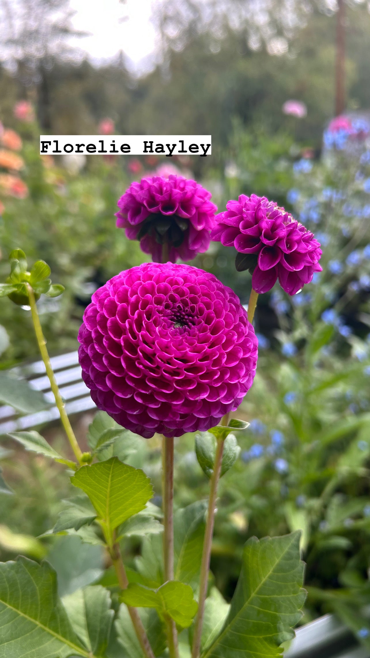 Fall Shipped Rooted Dahlia Cutting- Florelie Hayley