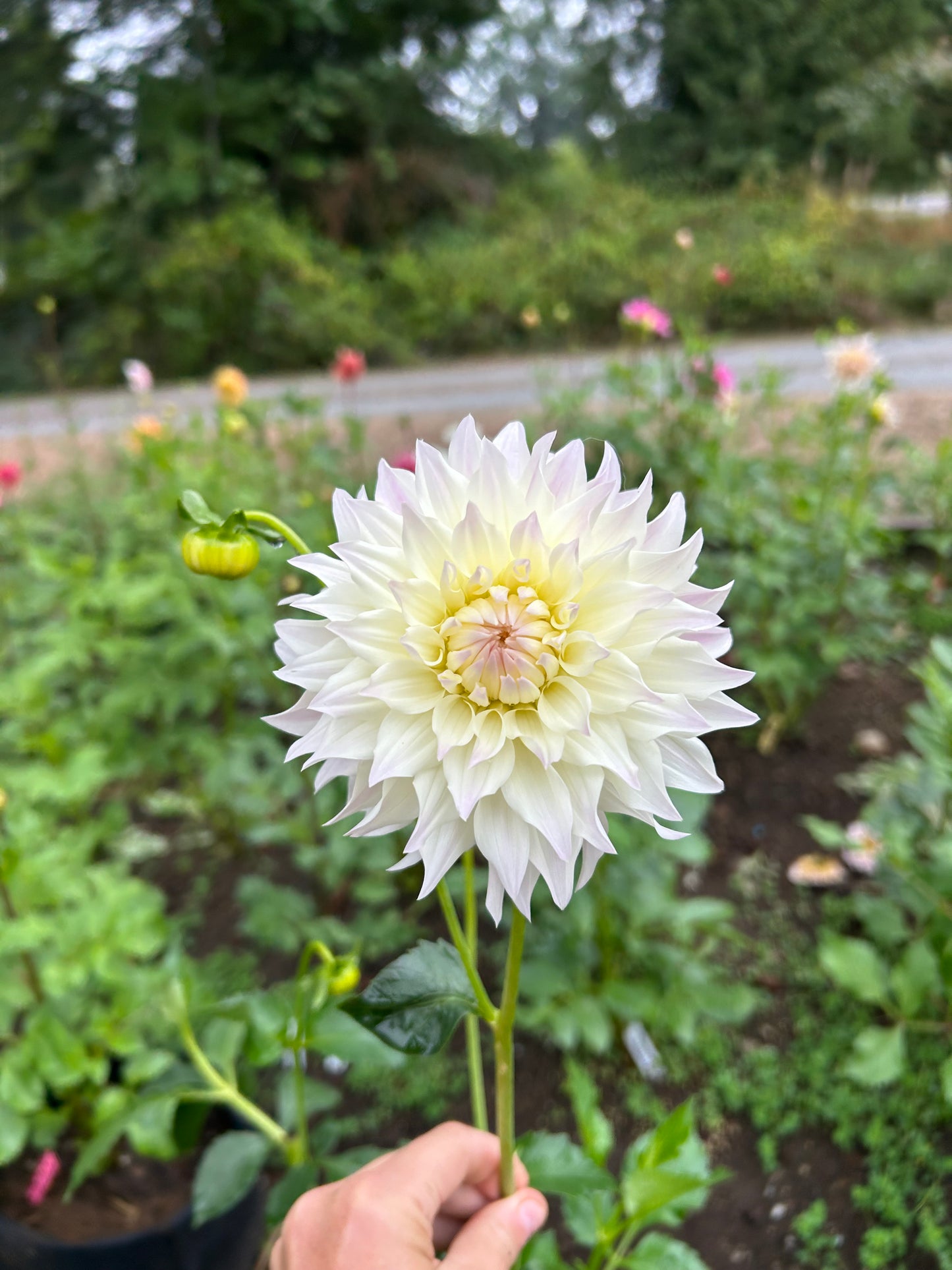 Tahoma Early Dawn ✨A pipers fav✨