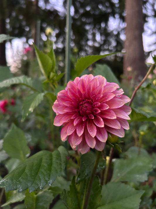 RM Raspberry Twinkle