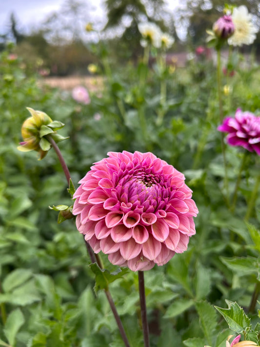 Bracken Rose