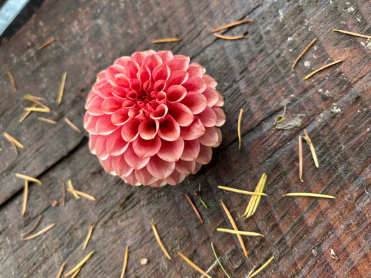 Fall shipped rooted dahlia cutting- Levi’s Tomato