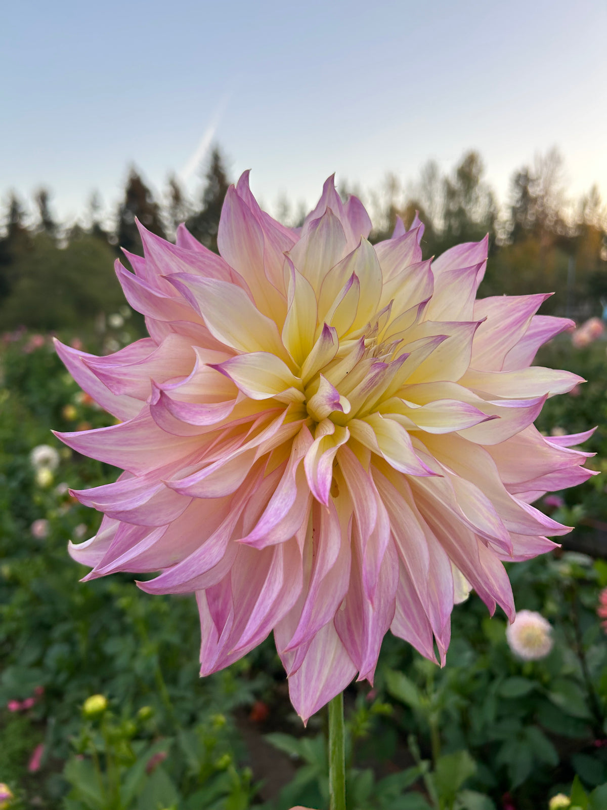 Garden Of Love