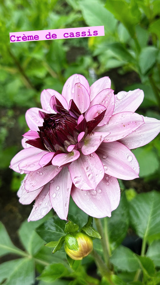 Crème de cassis