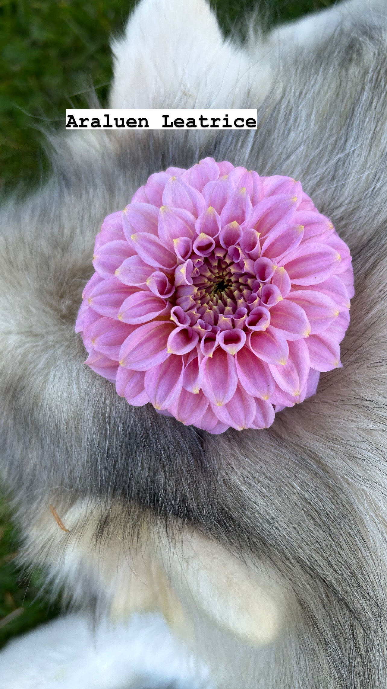 Fall shipped rooted dahlia cutting - Araluen Leatrice