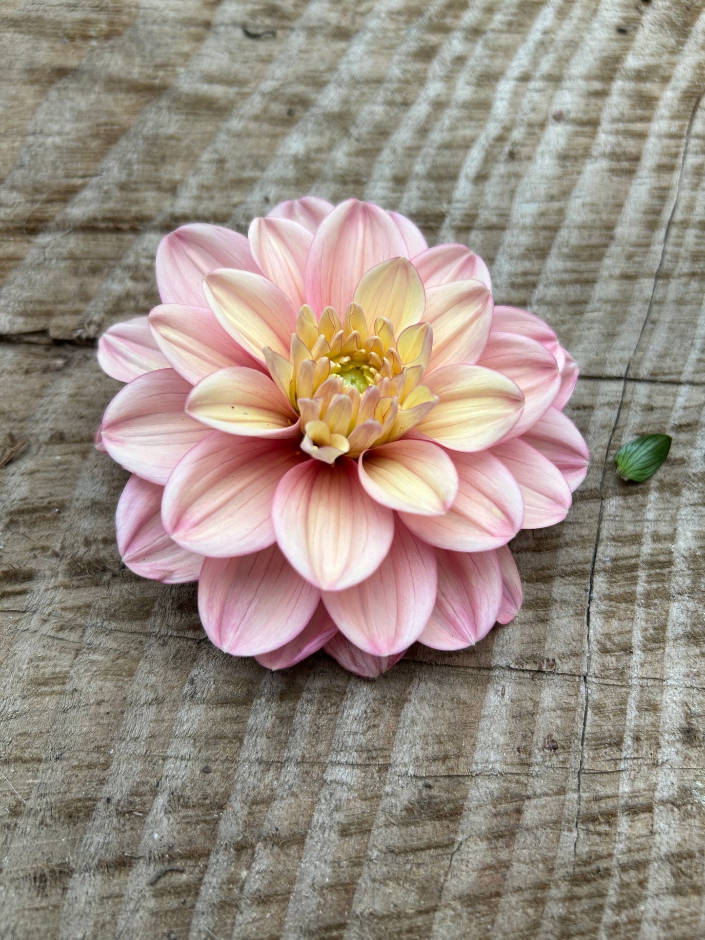 Fall shipped rooted dahlia cutting- Florelie Kindness