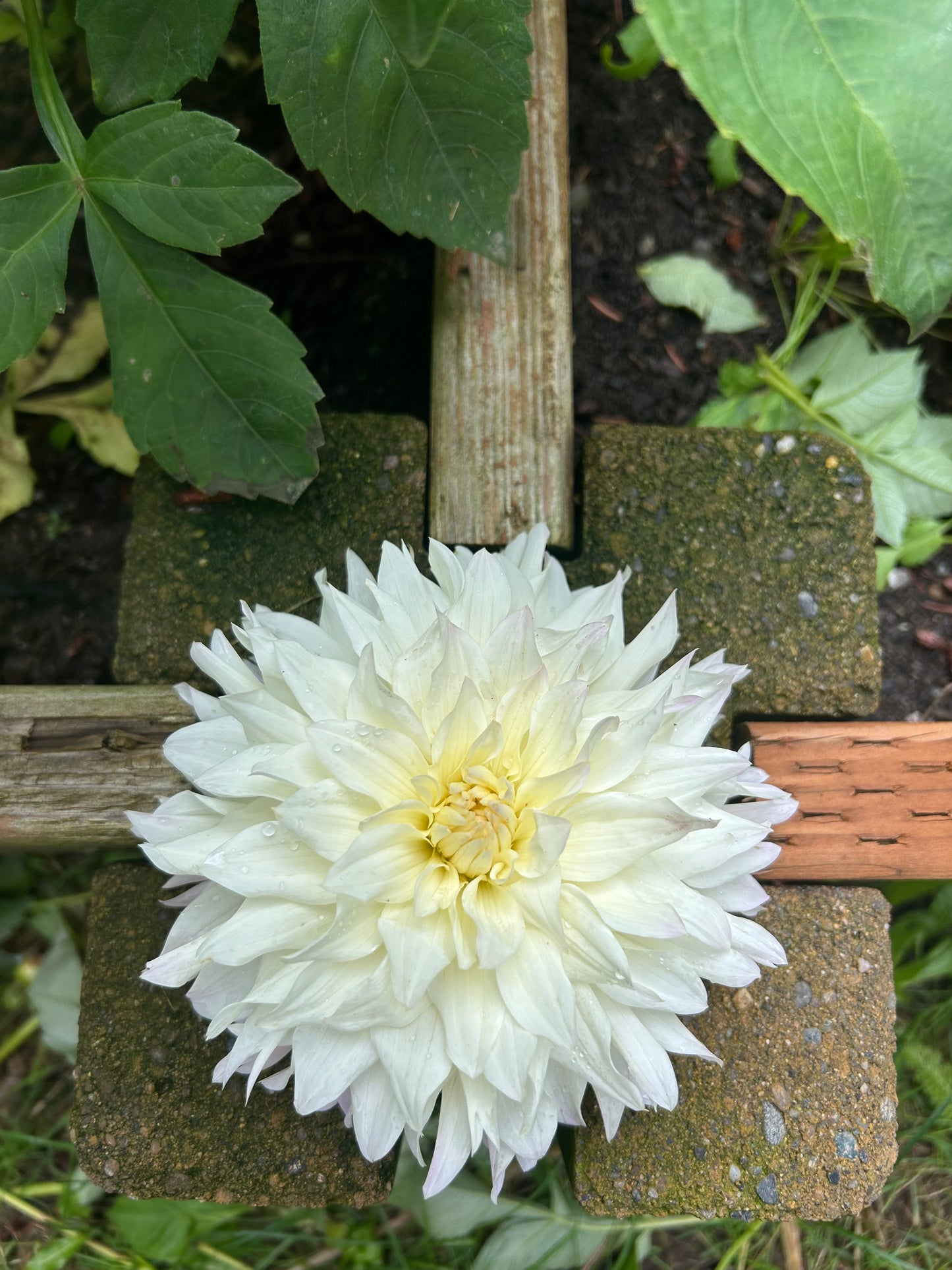 Tahoma Early Dawn ✨A pipers fav✨