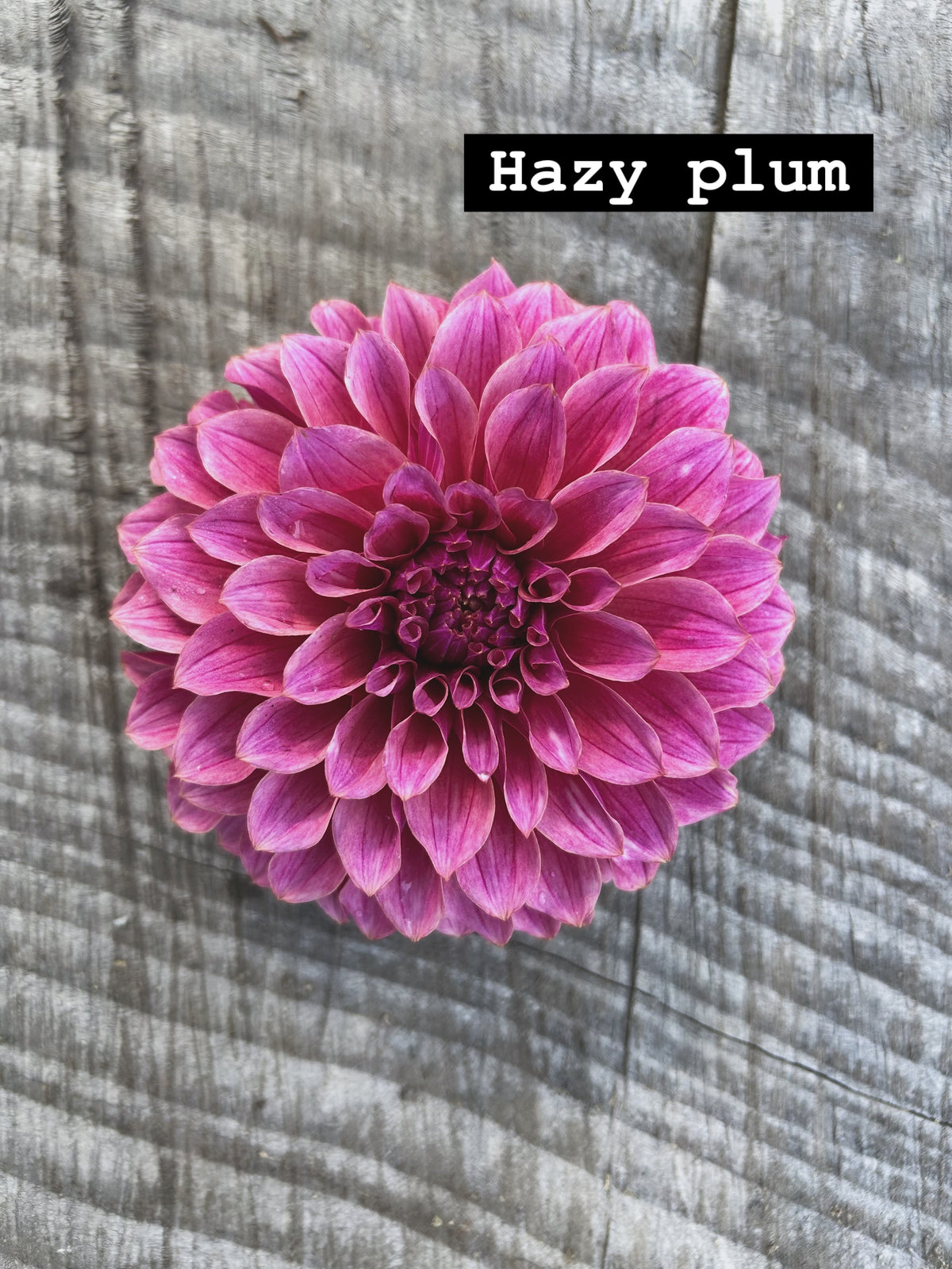 Hazey Plum