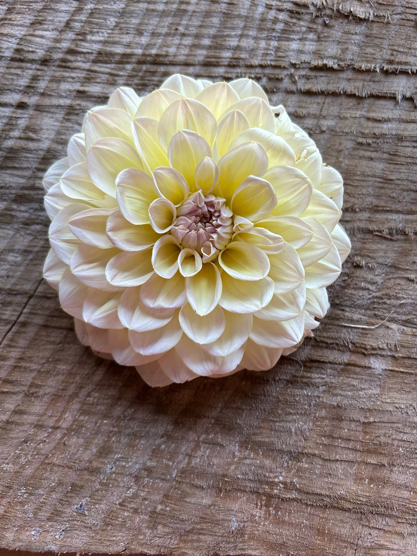 Fall shipped rooted dahlia cutting- Alloway cottage