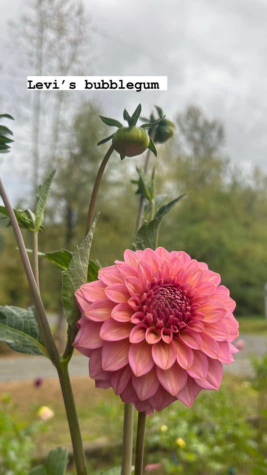 Fall shipped rooted dahlia cutting - Levi’s Bubblegum