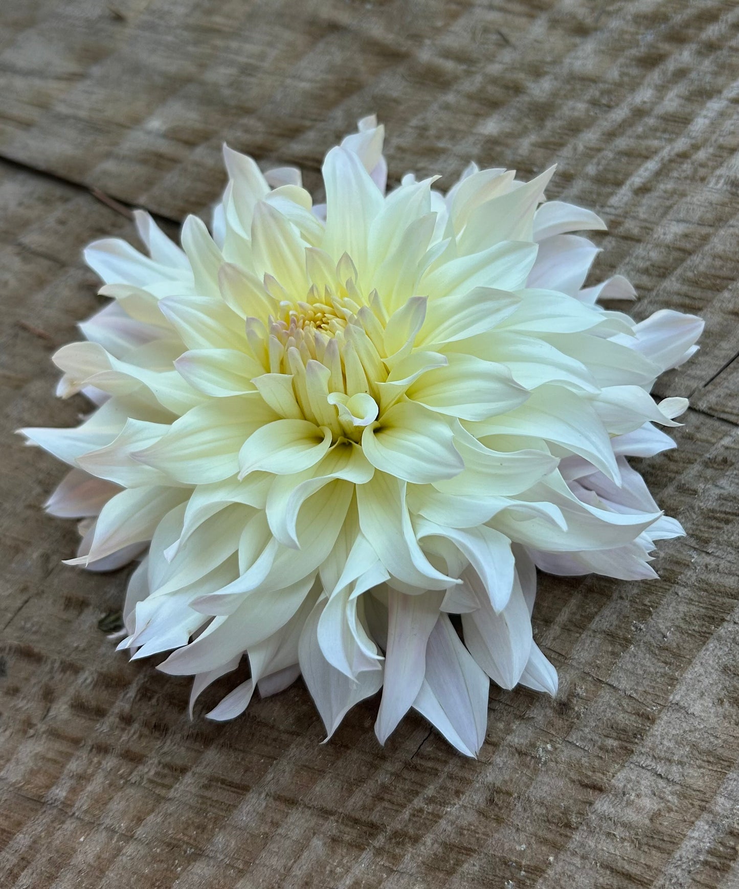 Tahoma Early Dawn ✨A pipers fav✨