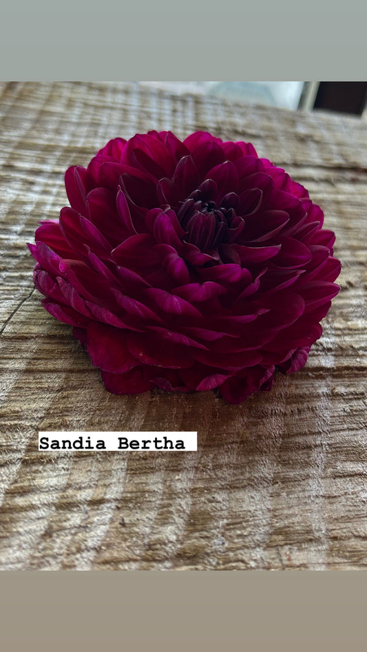 Sandia Bertha