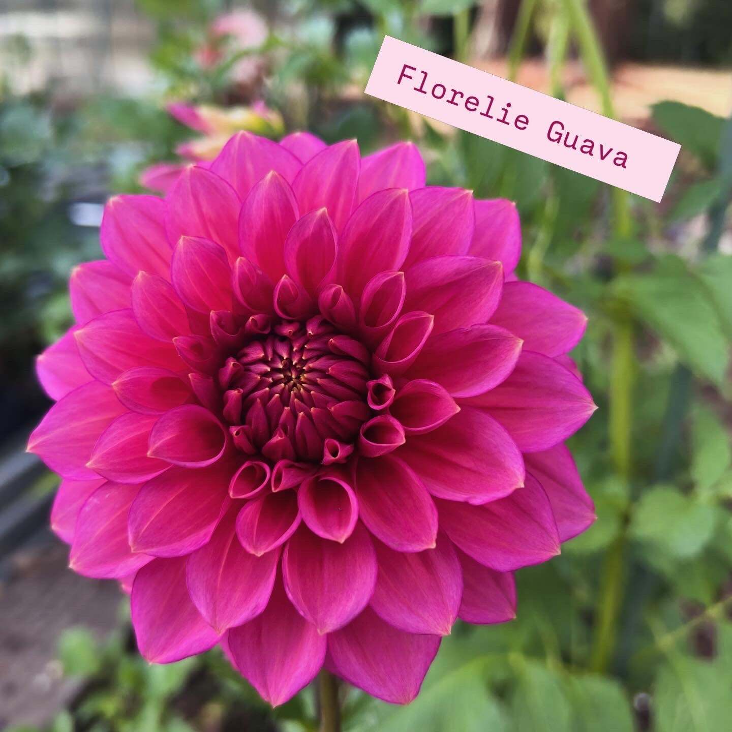 Florelie Guava Rooted Cutting