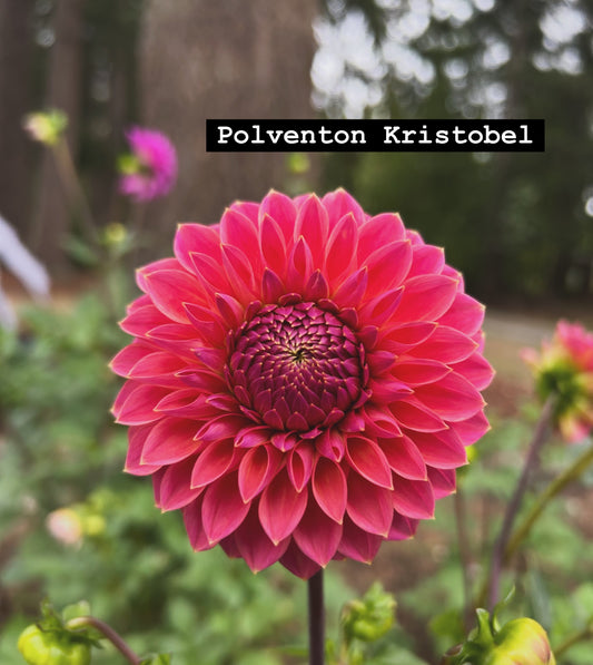 Polventon kristobel
