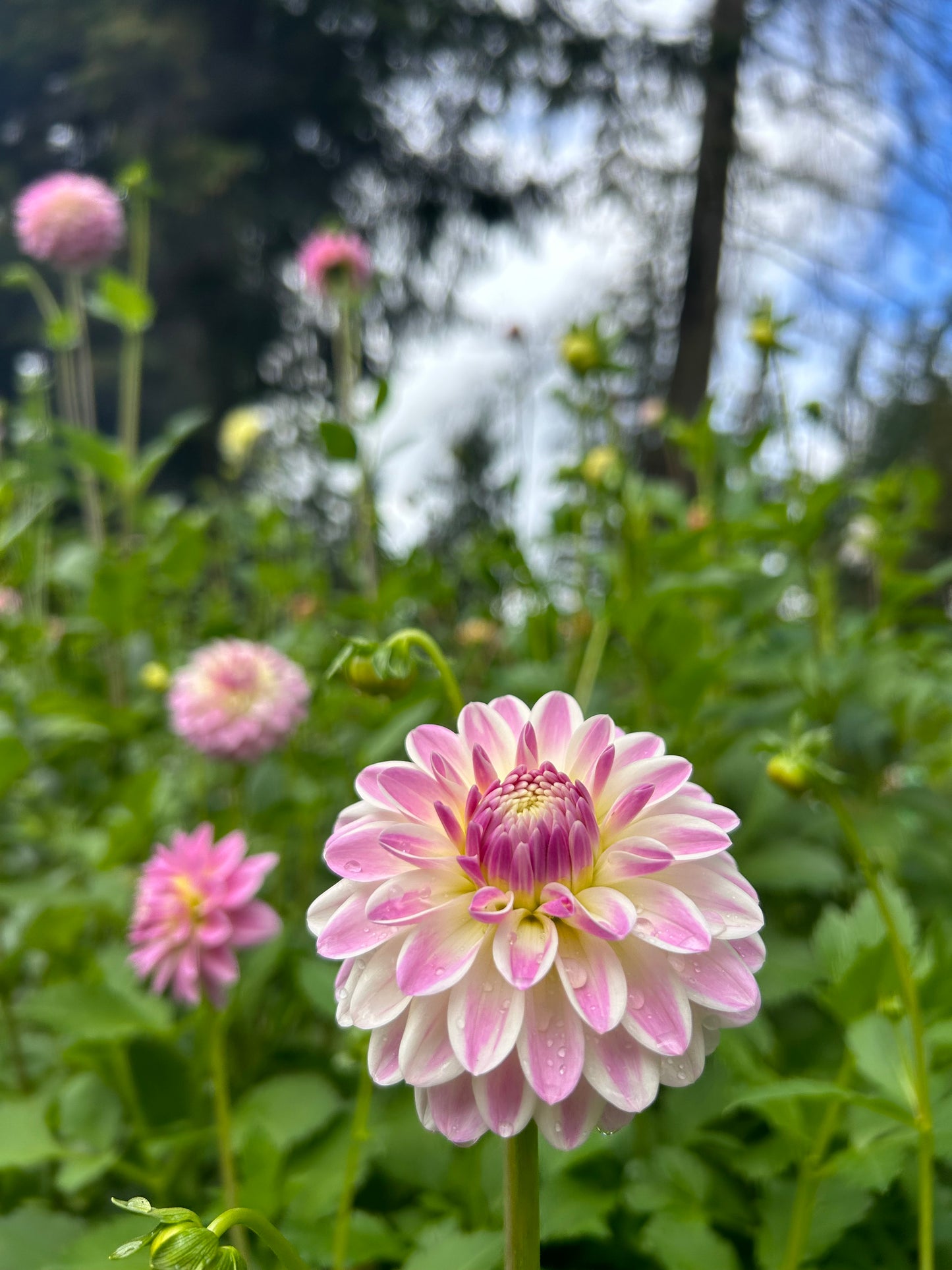 Tahoma Little One