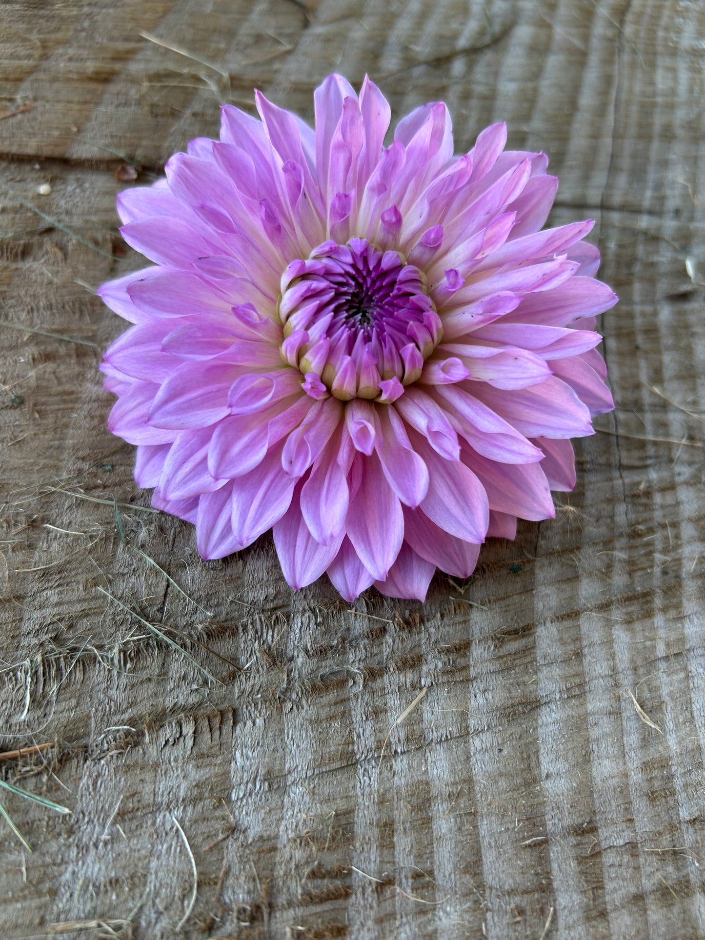 Lees Flute Loop Lavender