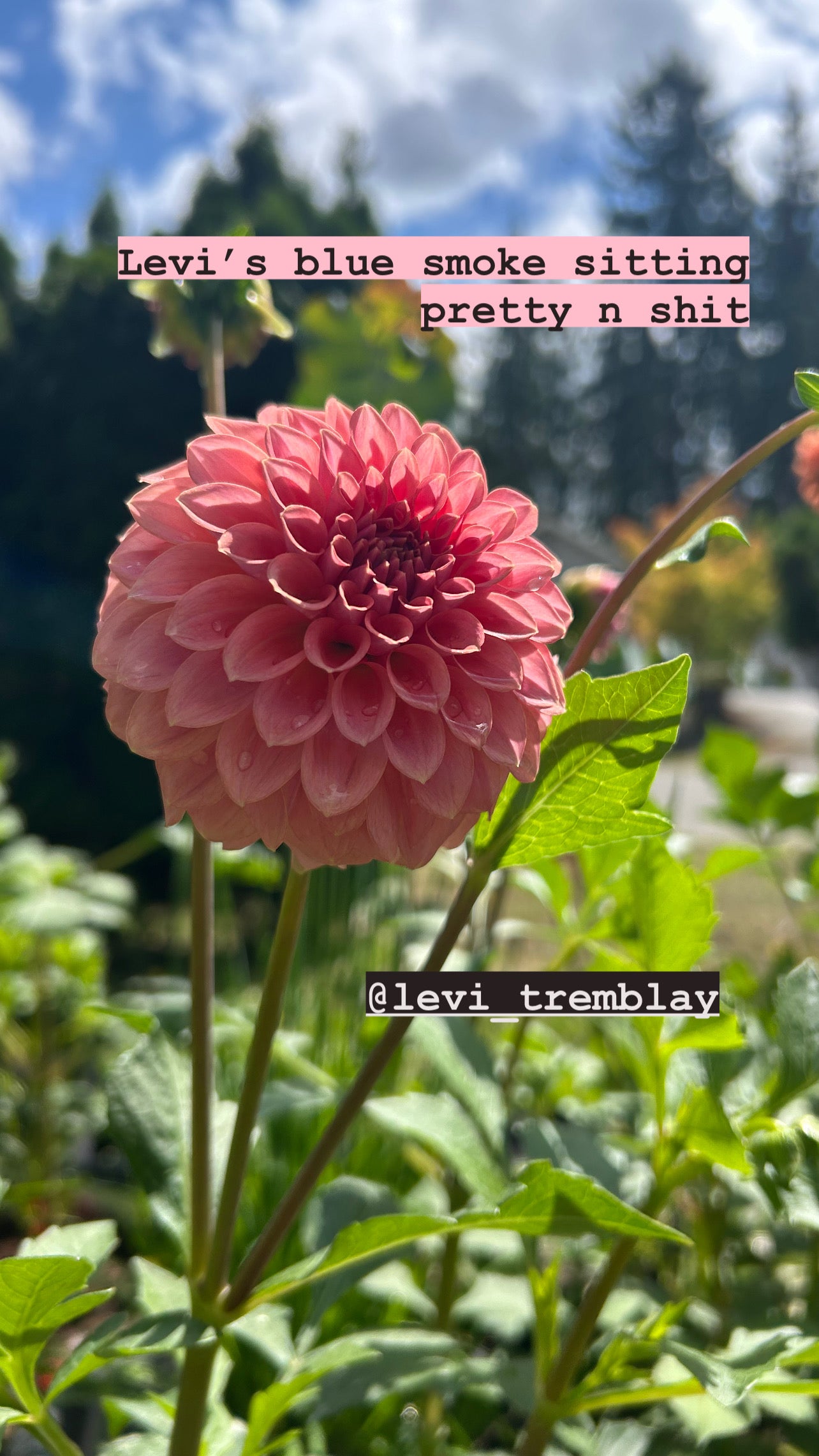 Fall shipped rooted dahlia cutting - Levi’s Blue smoke