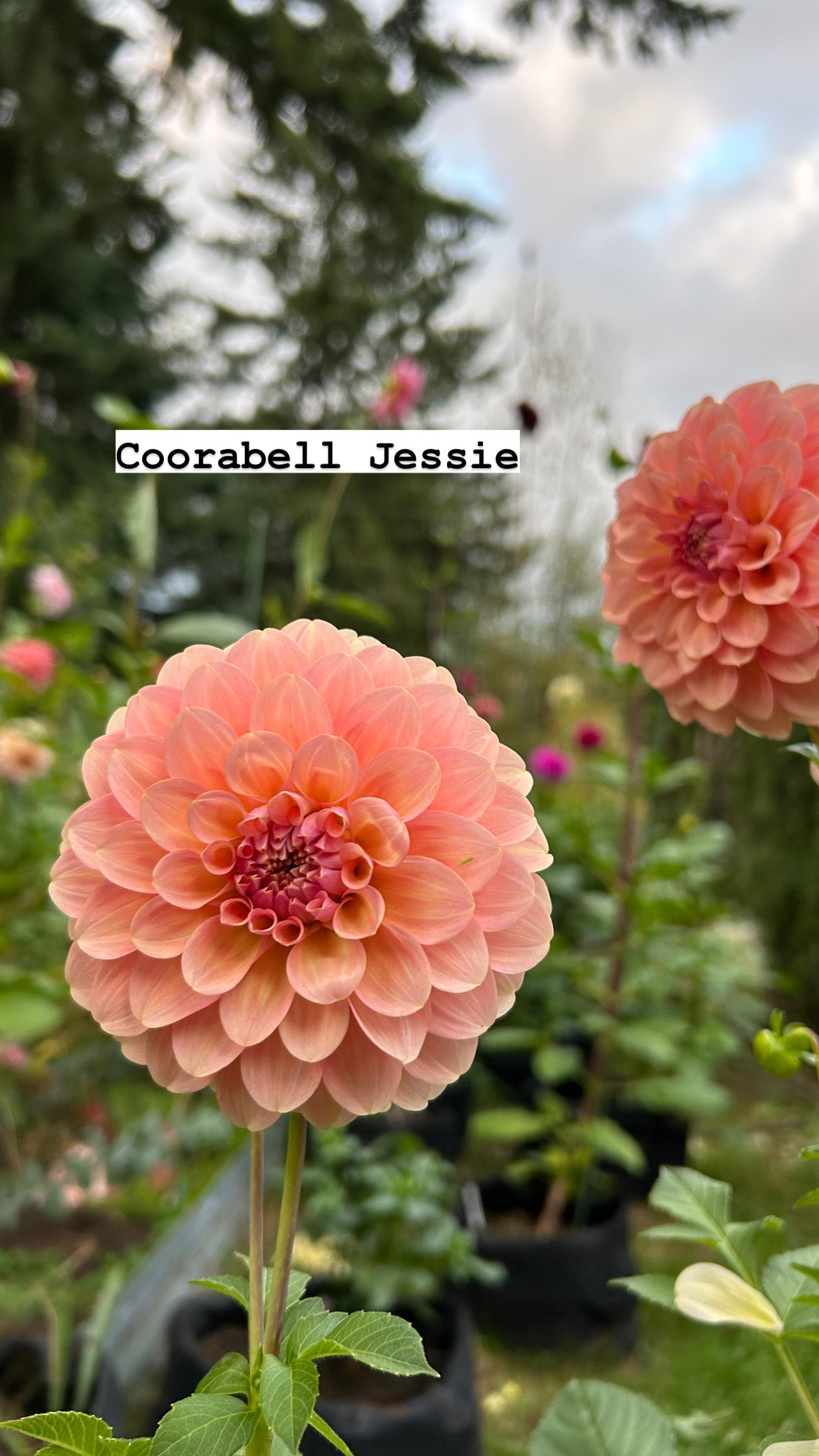 Fall shipped rooted dahlia cutting - Coorabell Jessie
