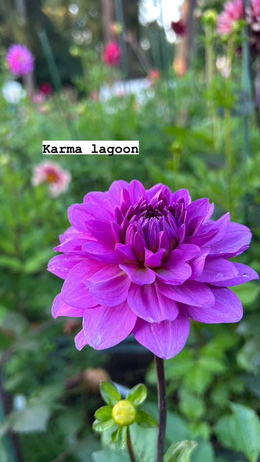 Karma lagoon