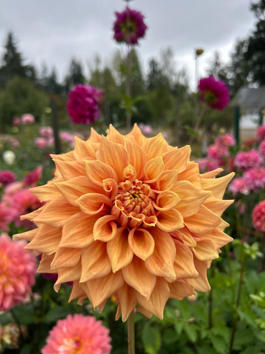Everbloom Terracotta  Rooted Cutting
