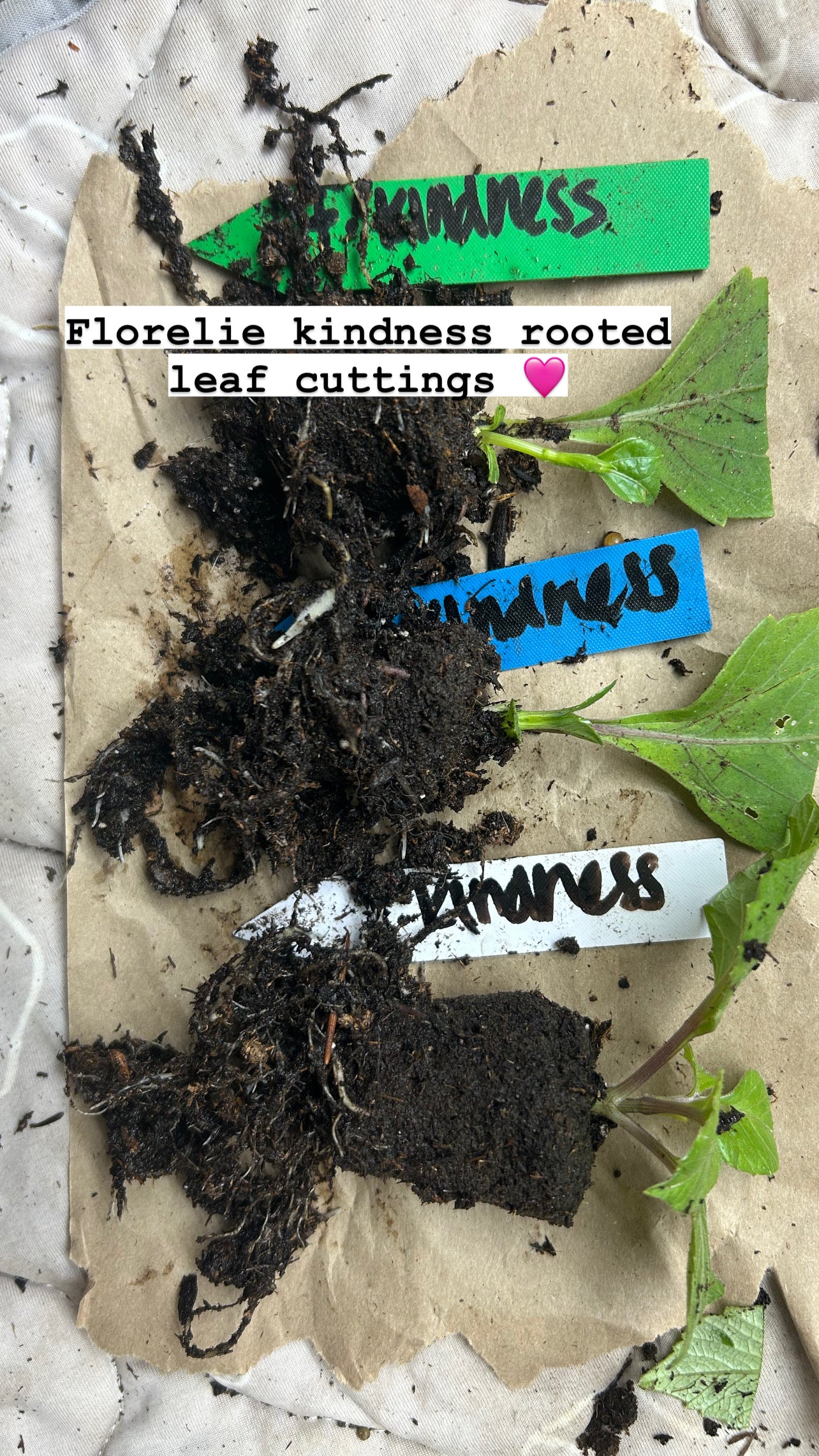 Fall shipped rooted dahlia cutting- Florelie Kindness