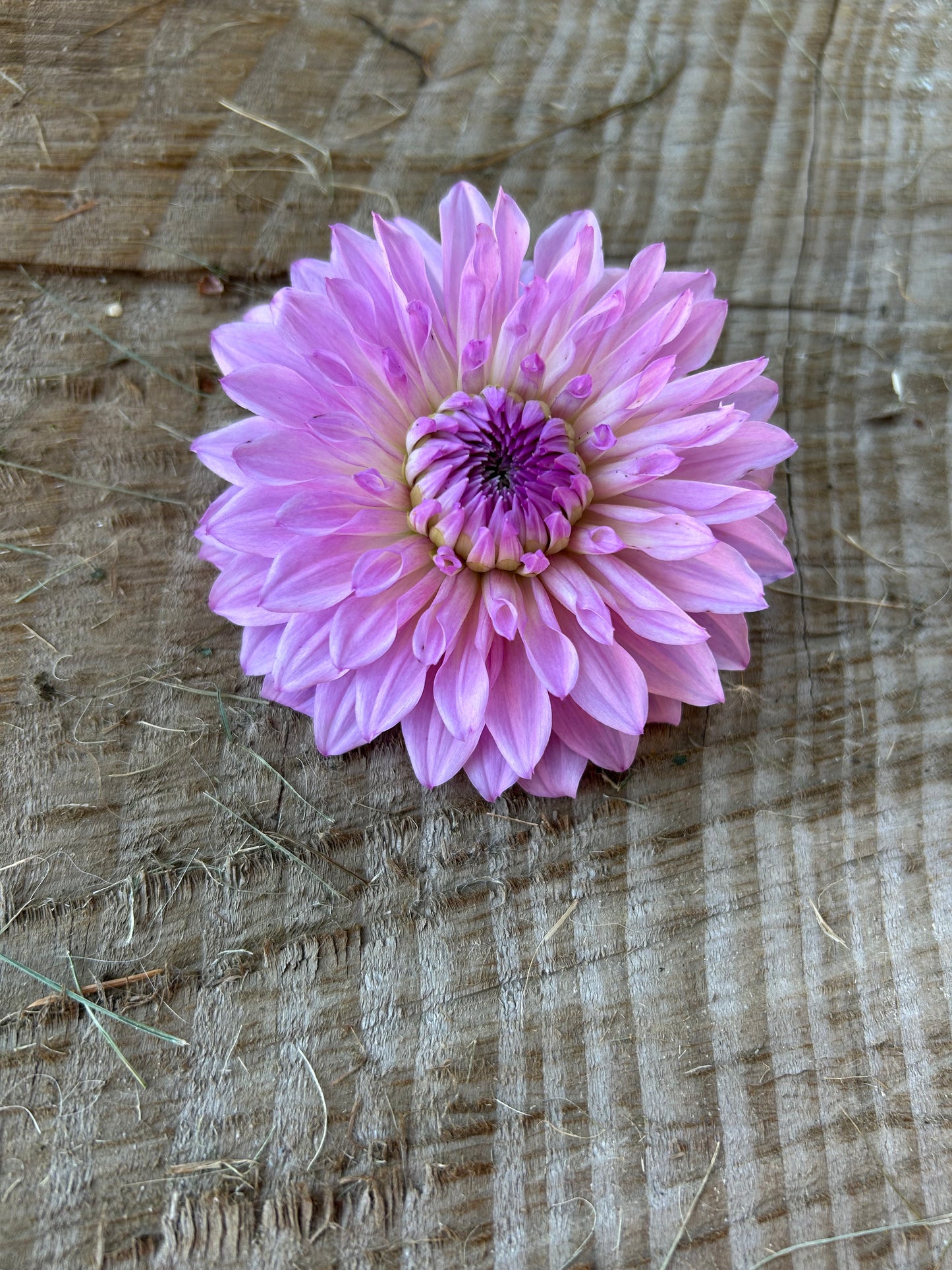 Lees Flute Loop Lavender