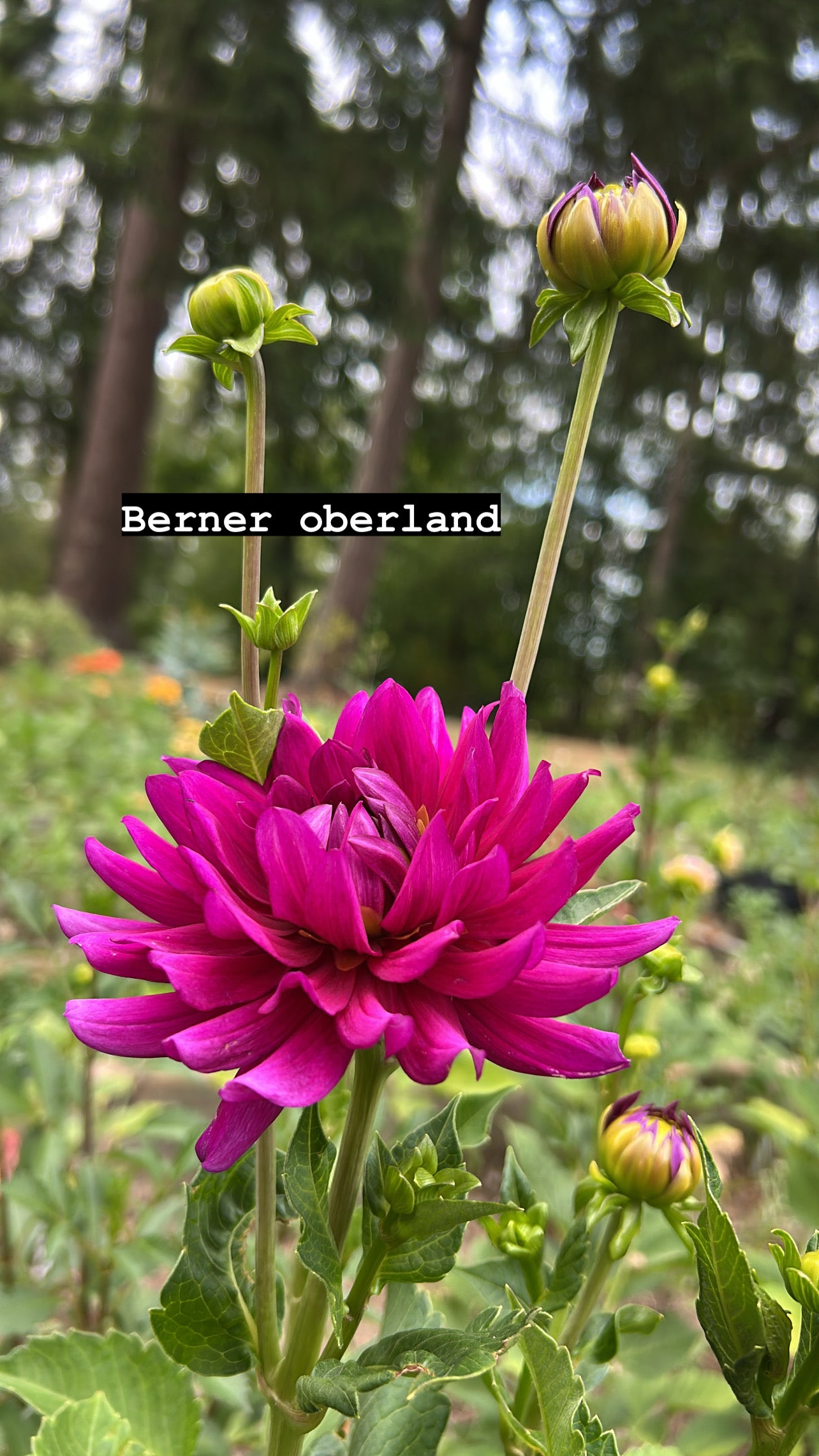 Berner Oberland