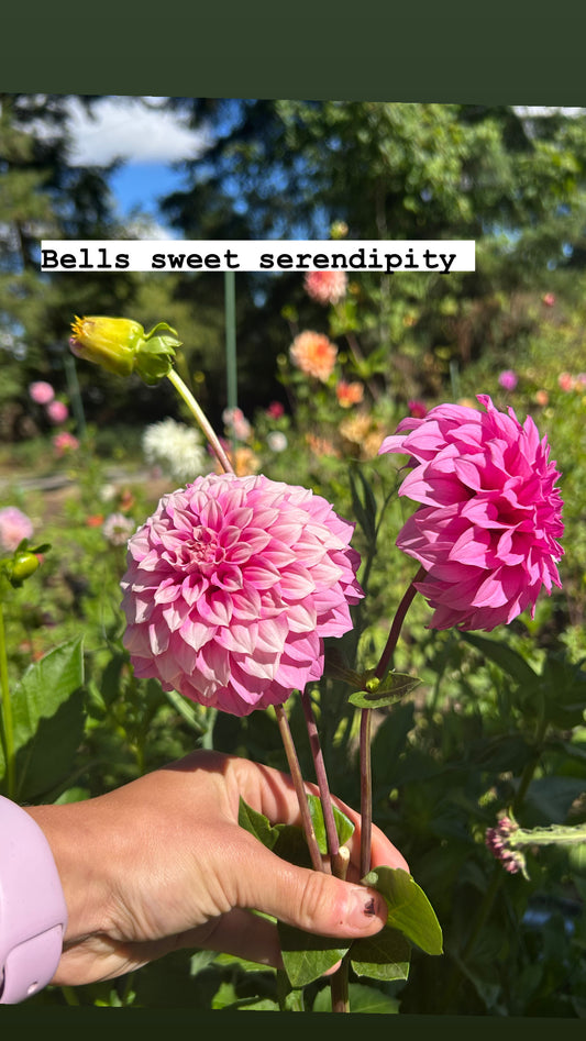 Bells sweet serendipity