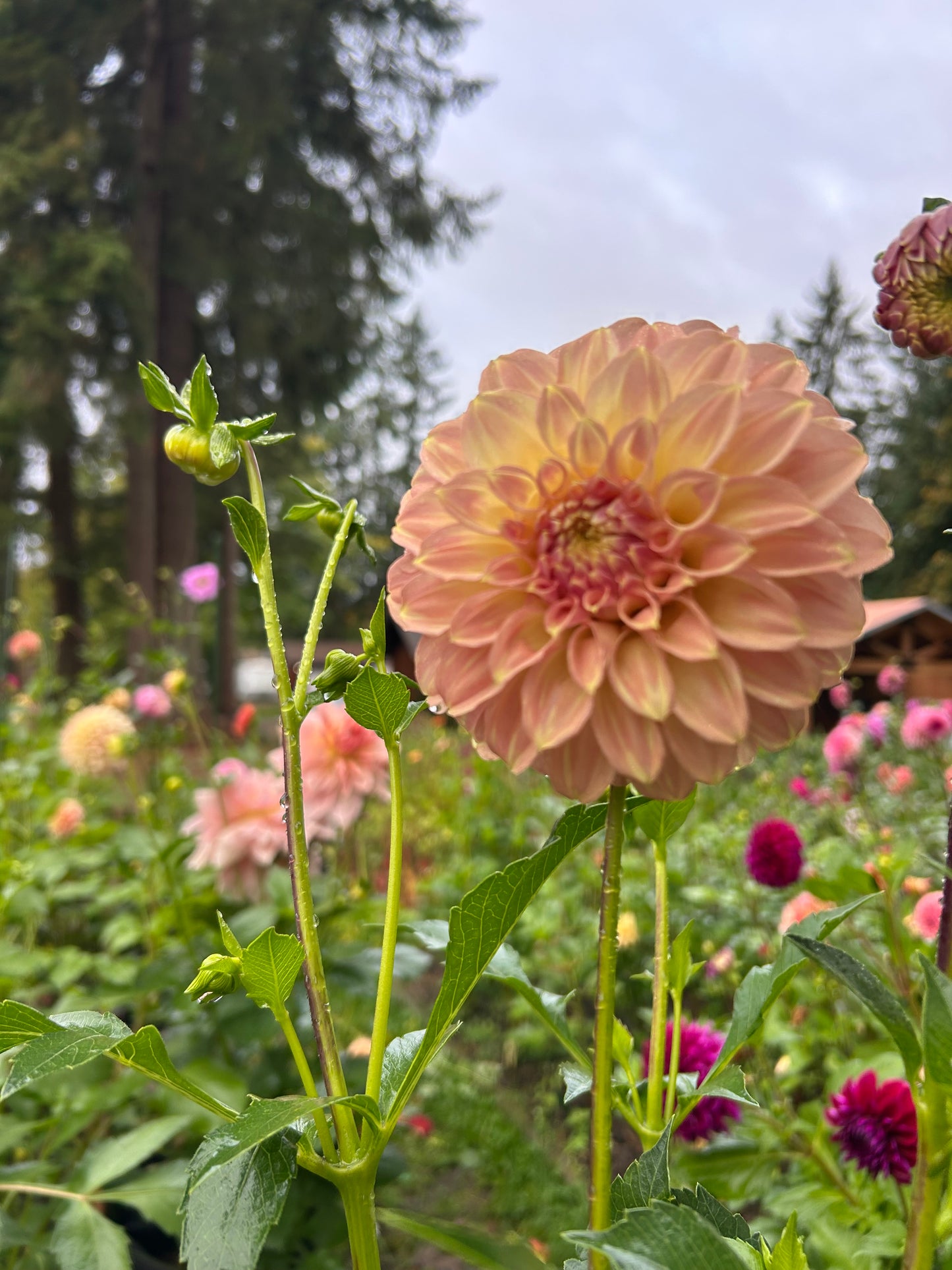 Fall Shipped Rooted Dahlia Cutting - Coorabell Astrid