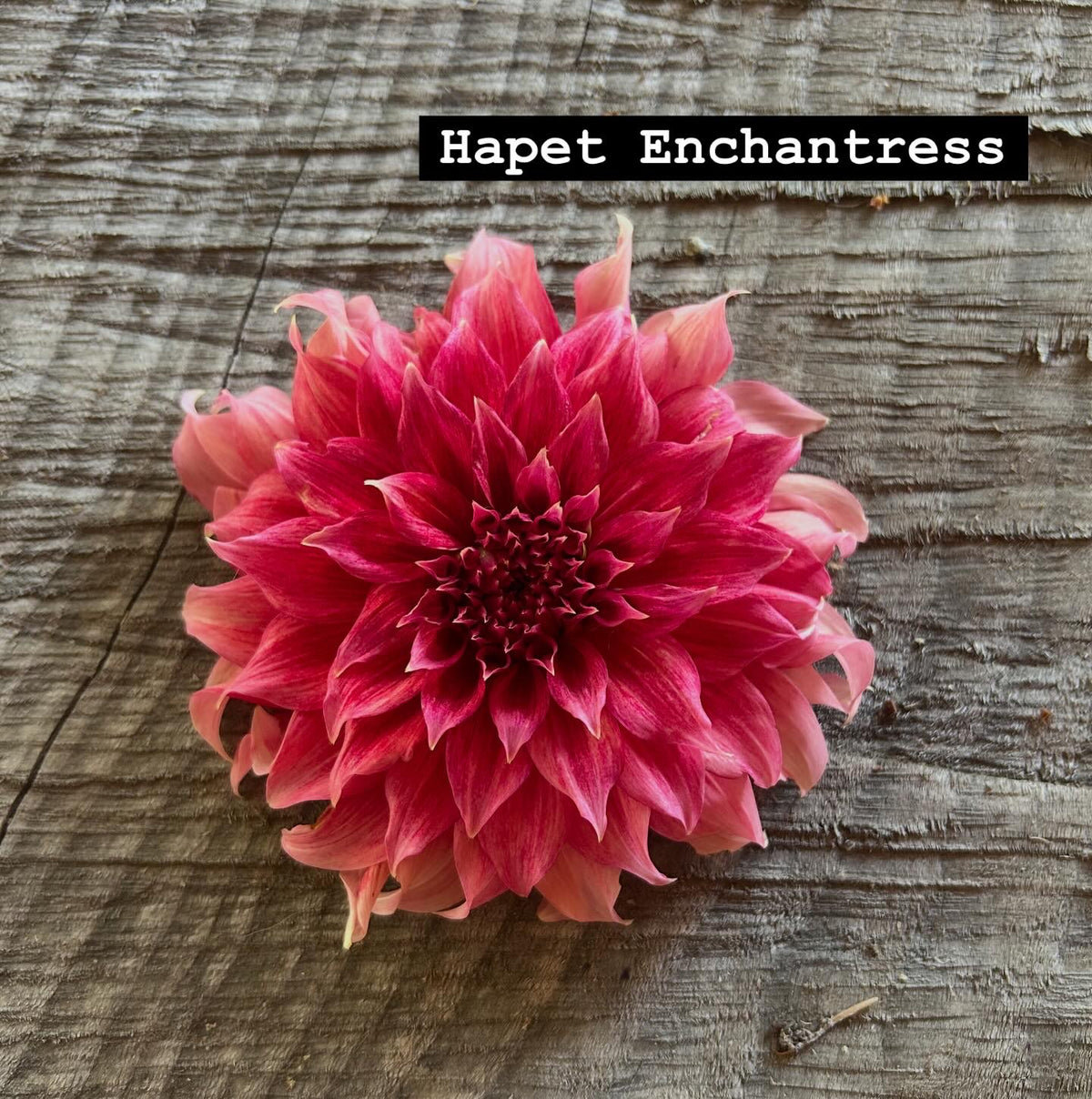 Hapet enchantress