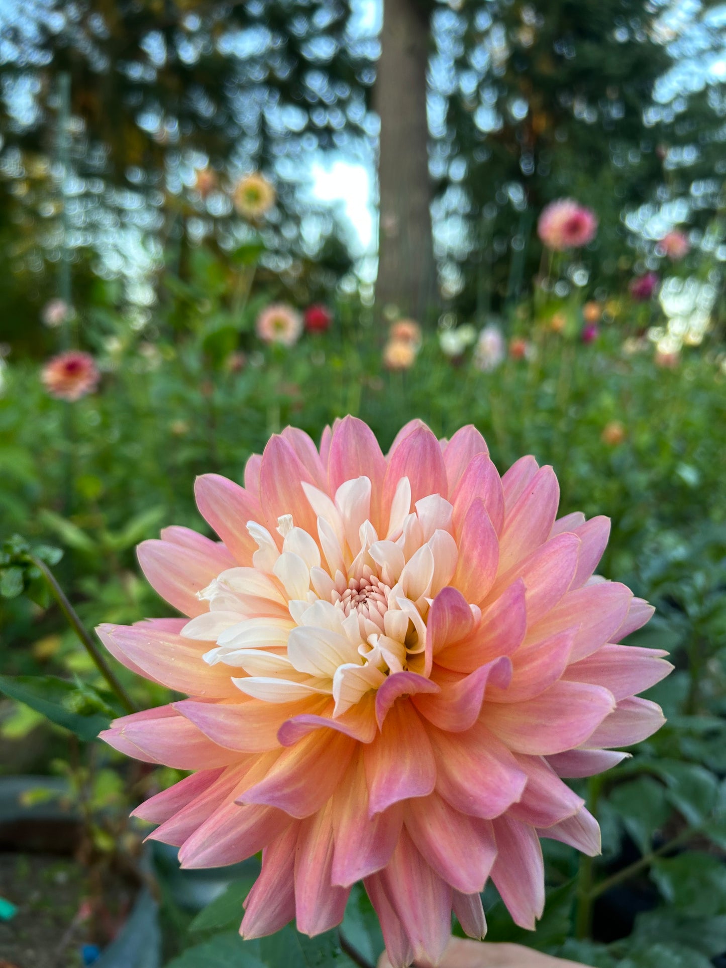 Fall shipped rooted dahlia cutting- Annie Bananie