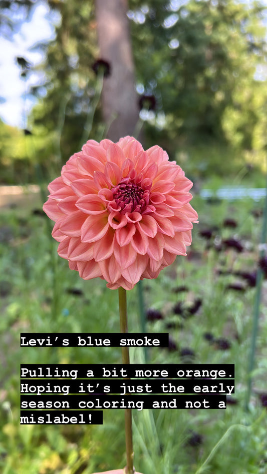 Fall shipped rooted dahlia cutting - Levi’s Blue smoke