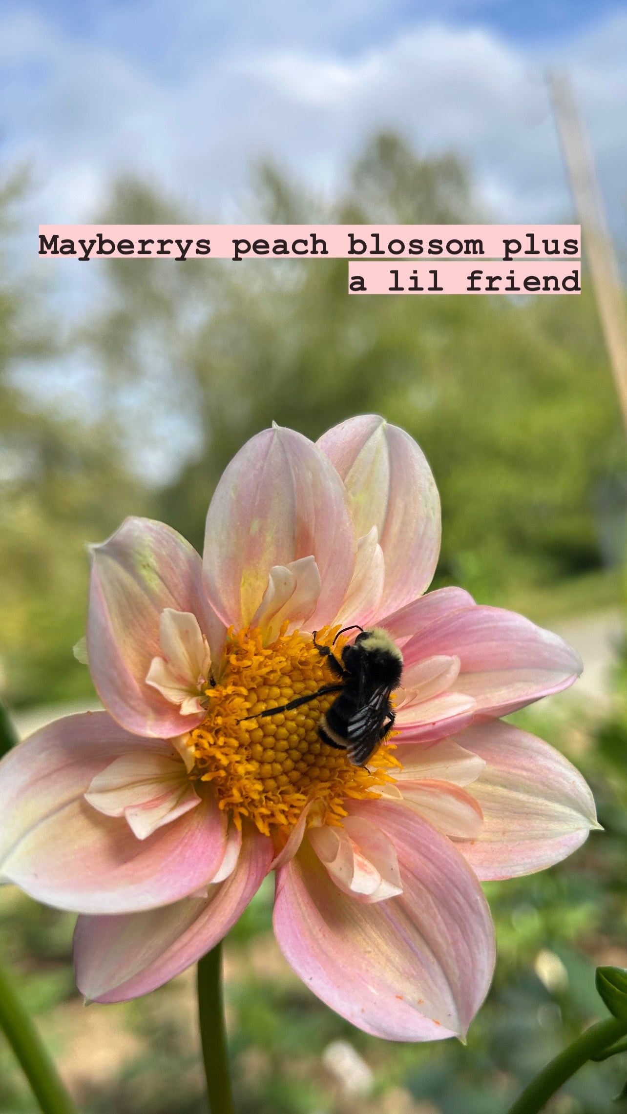 Mayberrys Peach Blossom