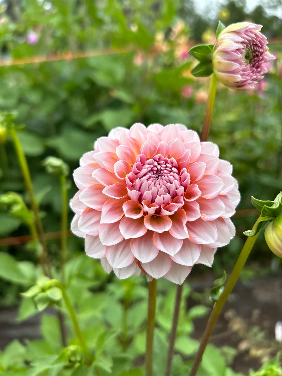 Blushing Swede