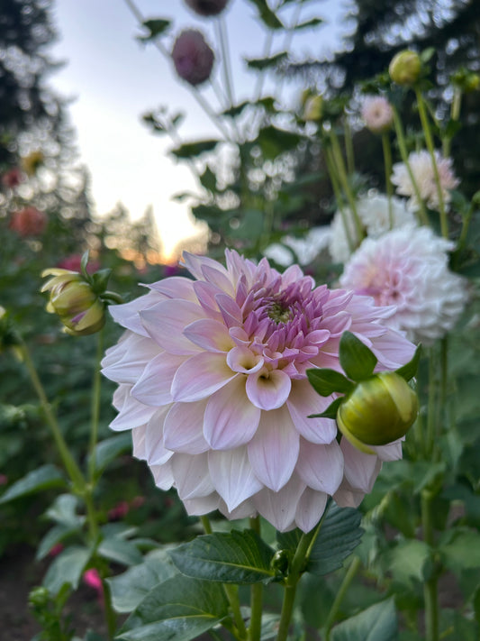Mayberrys lavender moon