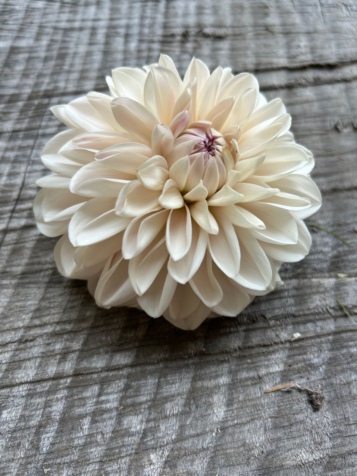 Roe pearly doll