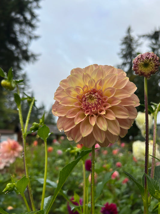 Fall Shipped Rooted Dahlia Cutting - Coorabell Astrid