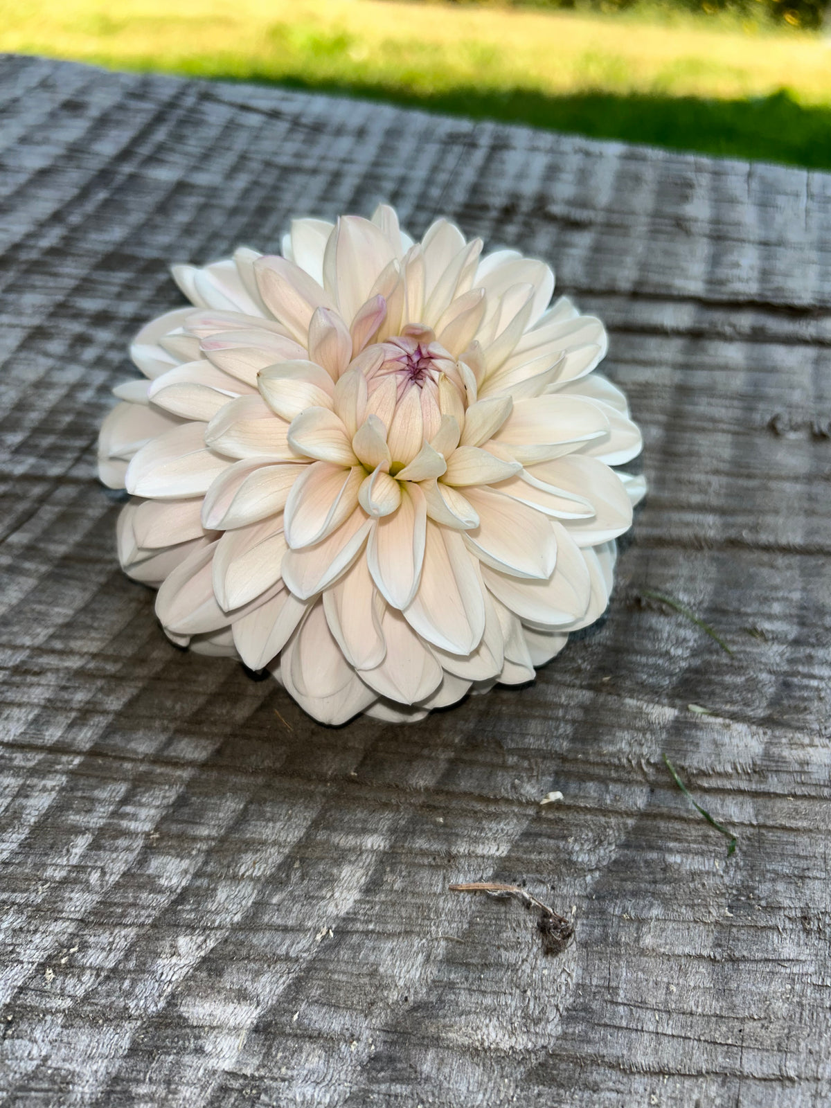 Roe pearly doll
