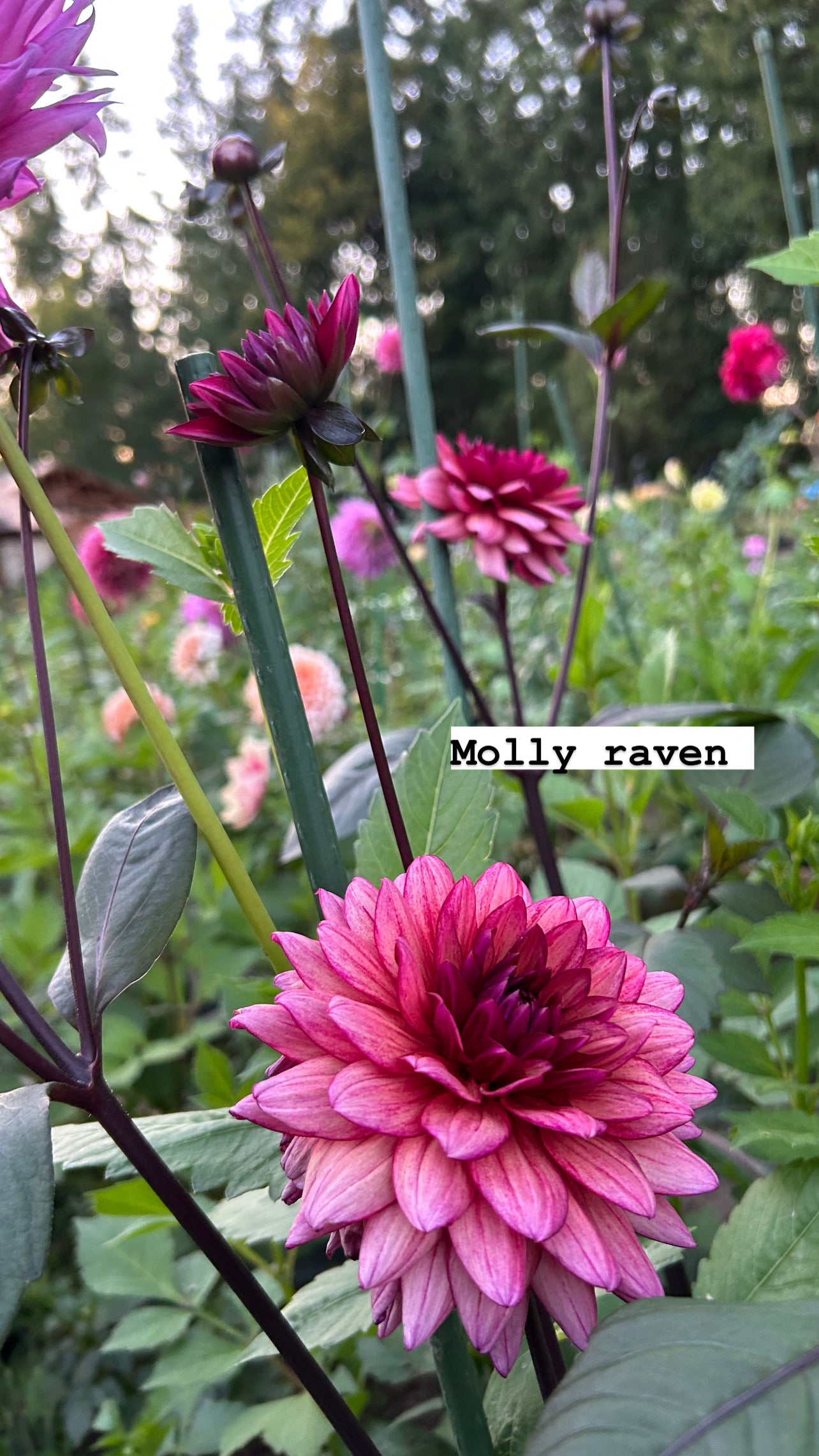 Molly Raven