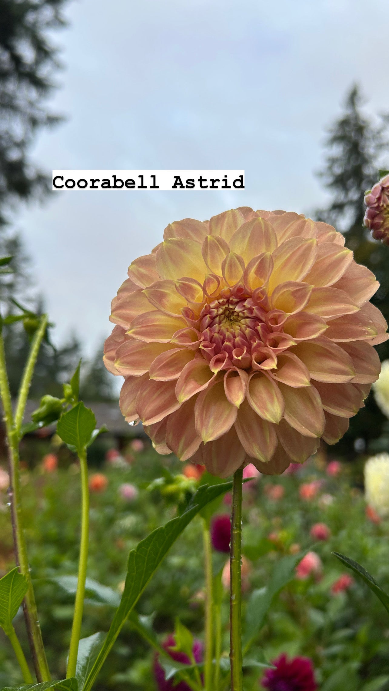 Fall Shipped Rooted Dahlia Cutting - Coorabell Astrid