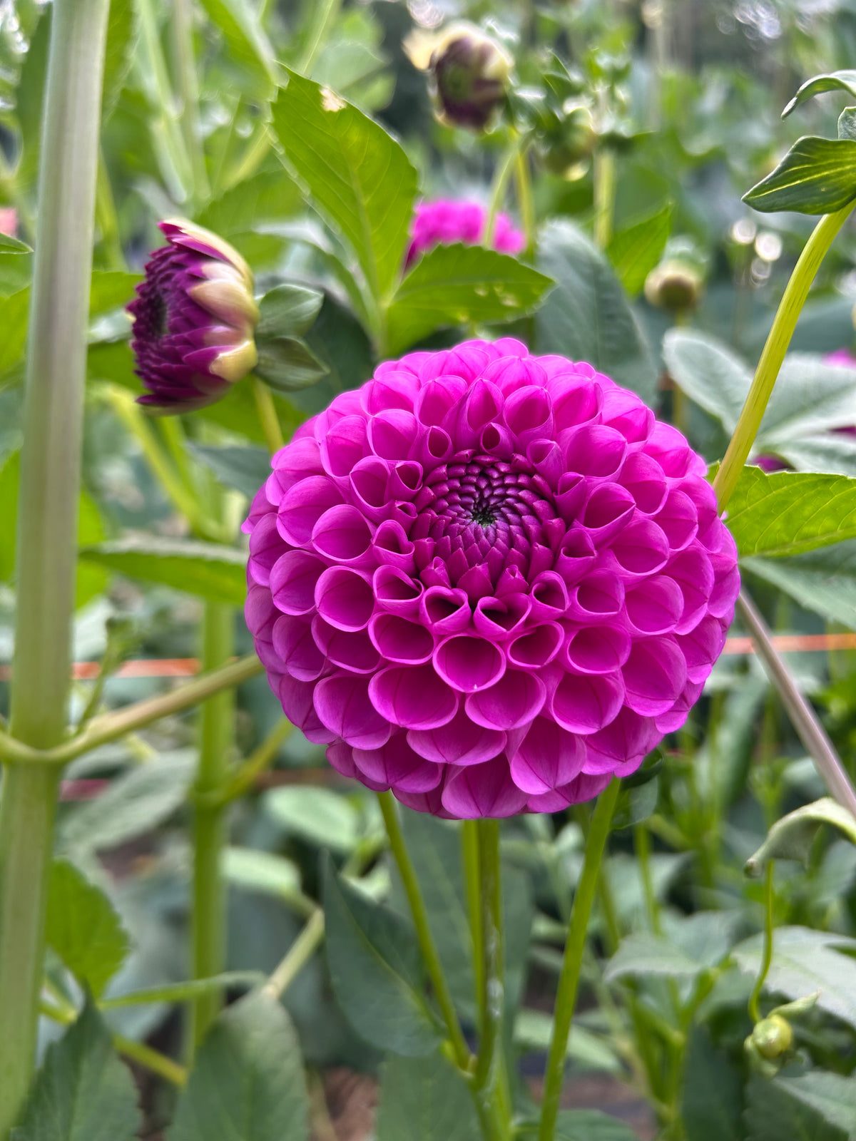Tahoma Alicia