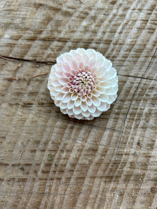 Fall shipped rooted dahlia cutting - Eden’s blush on